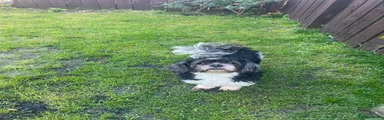 Lhasa Apso 2