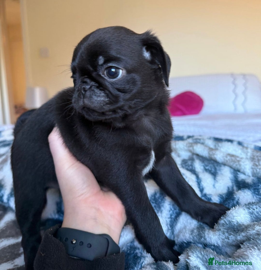 Pug dogs for sale: KC Pug Puppies - Advert 2