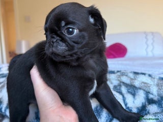 Pug dogs KC Pug Puppies - Advert 6