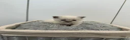 Ragdoll cats for sale: Gorgeous Chunky Ragdoll Litter - Advert 7