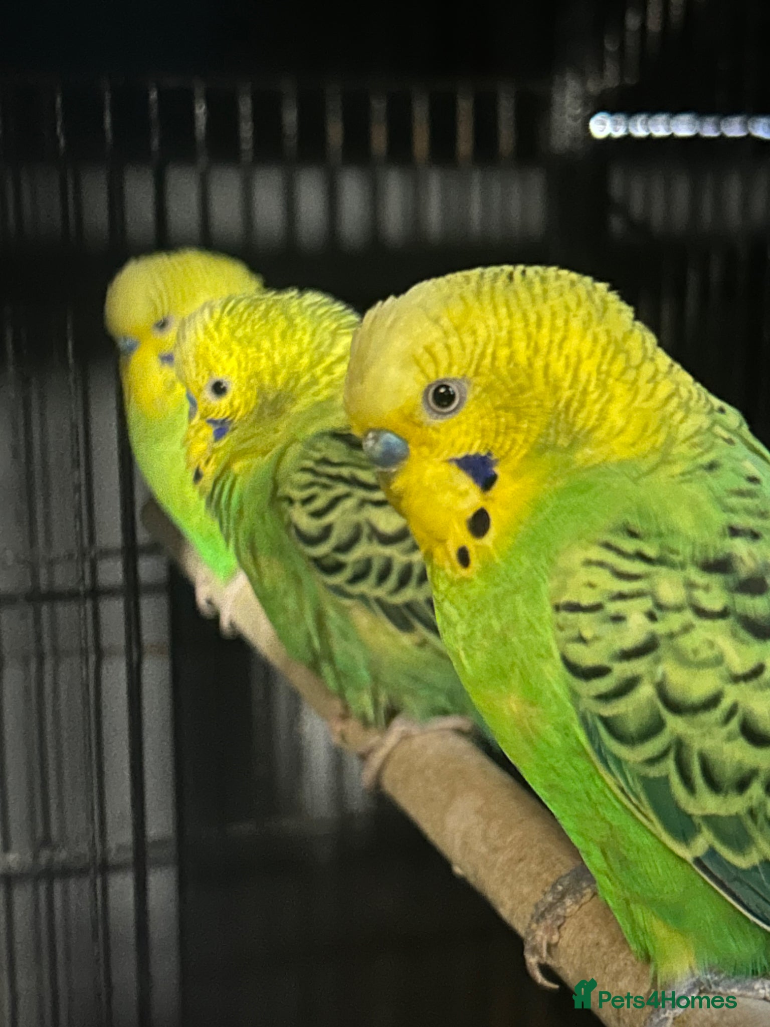 Budgerigars birds Budgies mixed - Advert 5