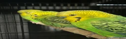 Budgerigars birds for sale: Budgies mixed - Advert 1