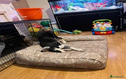 Border Collie dogs for sale: 15 Weeks Old Border Collie Female - Image 3