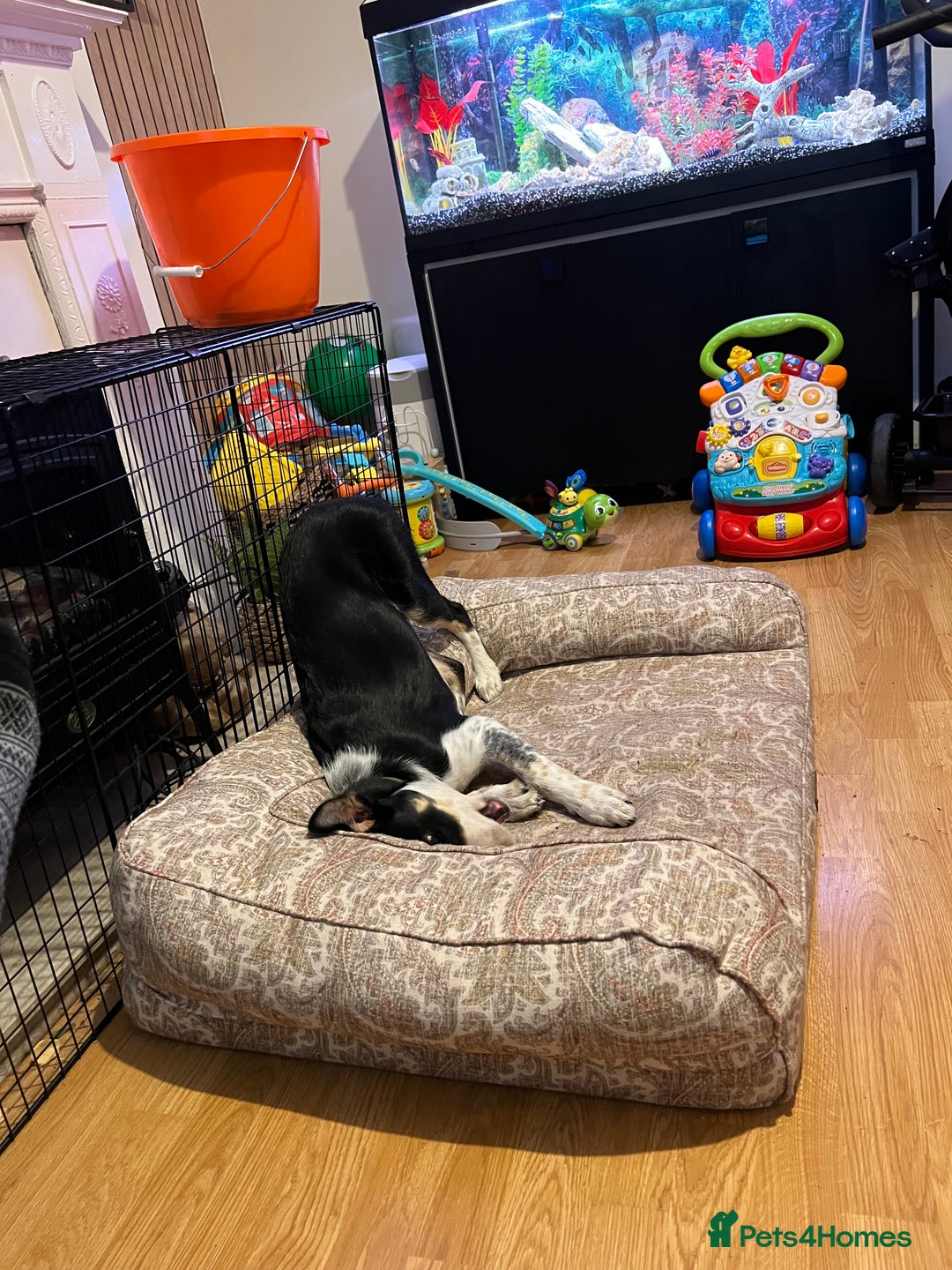 Border Collie dogs for sale: 15 Weeks Old Border Collie Female - Image 3