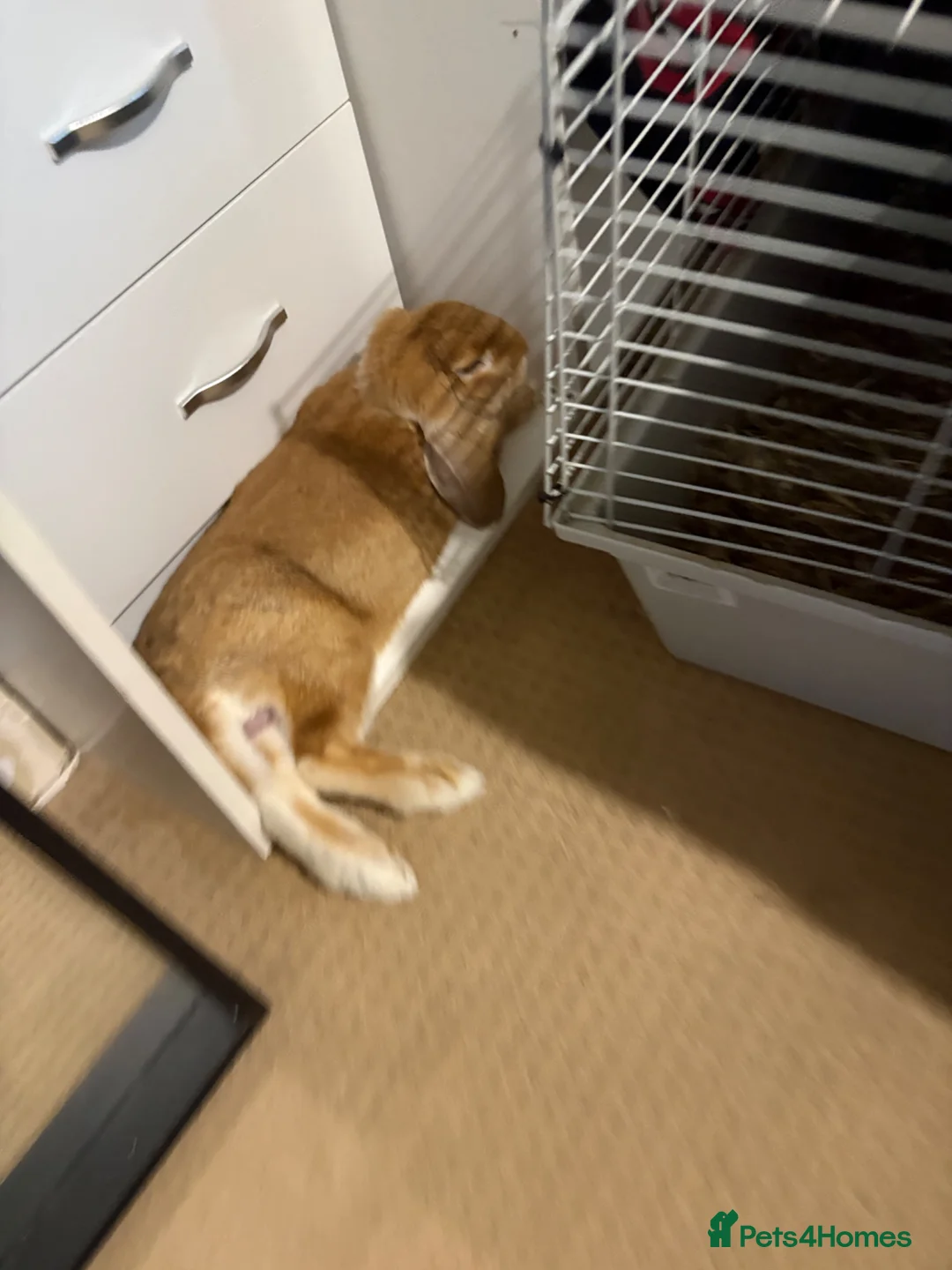 French Lop rabbits for sale: Cute french lop looking for a nice friendly home  - Advert 6