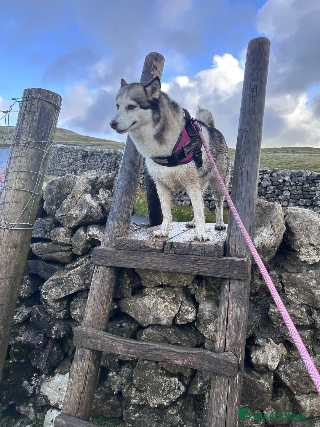 Pomsky dogs for sale: Beautiful F3 Pomsky Puppies - Advert 2