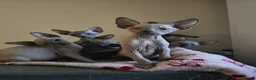 Sphynx cats for sale: Sphynx kittens in Milton Keynes - Advert 28