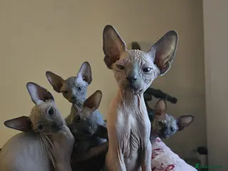 Sphynx cats Sphynx kittens - Advert 6