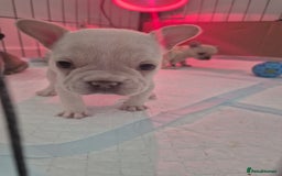 French Bulldog dogs for sale: Stunning French bulldog puppies 5 boys 2 girls  - Image 4