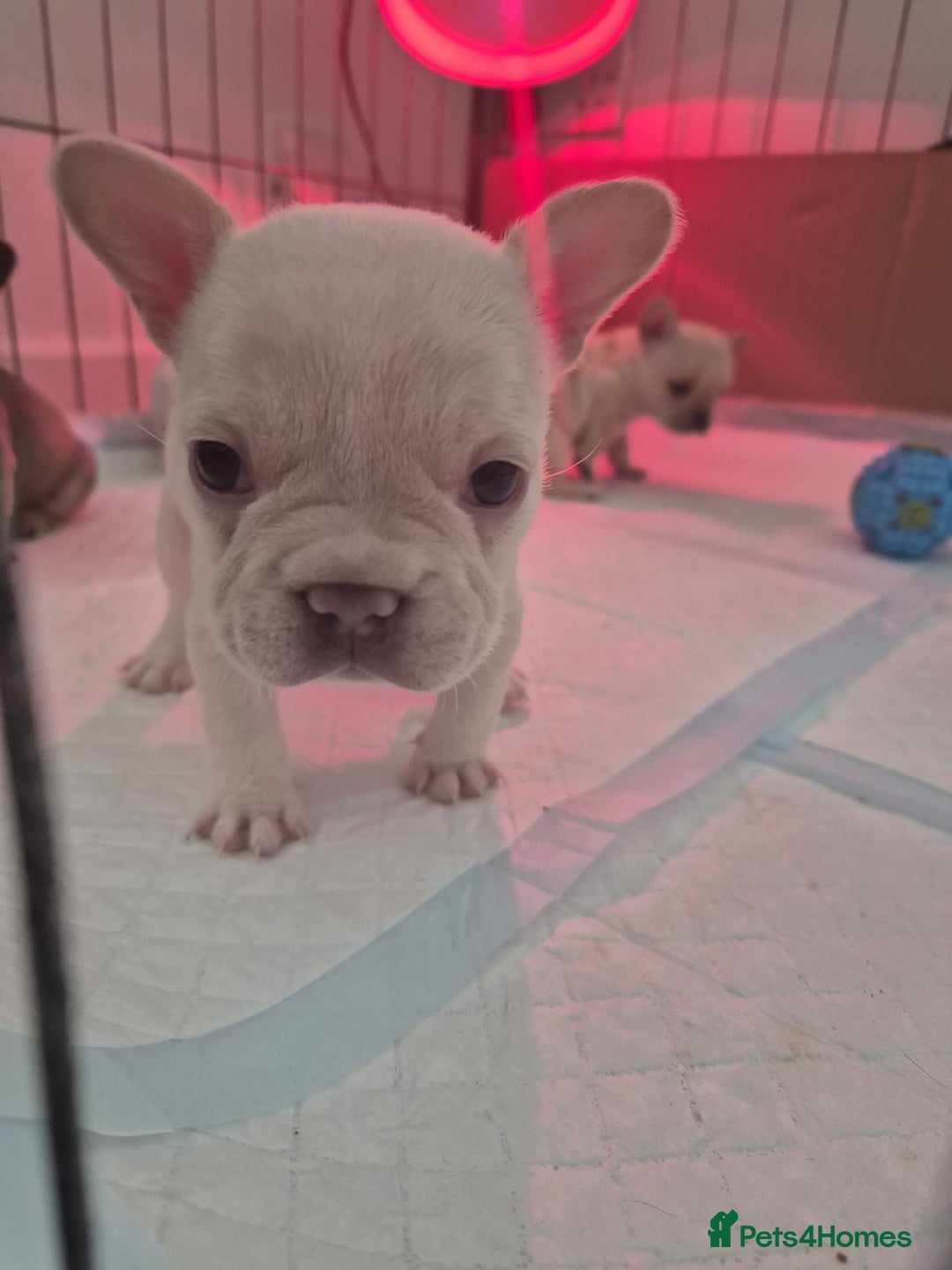 French Bulldog dogs for sale: Stunning French bulldog puppies 5 boys 2 girls  - Image 4