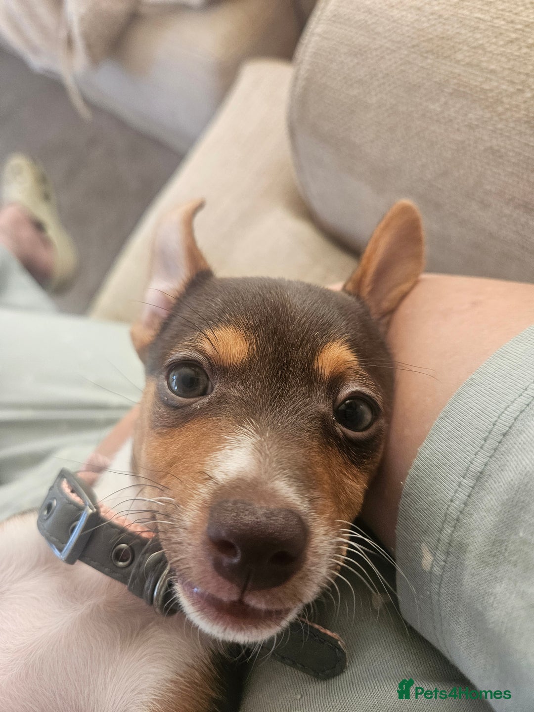 Mixed Breed dogs for sale: Last chocolate chiweenie girl - Image 13
