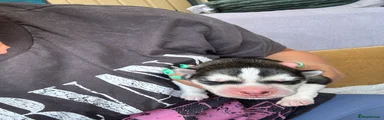 Siberian Husky 1 (Tank)