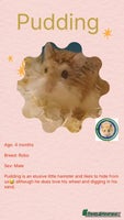 Hamster rodents - Advert 6