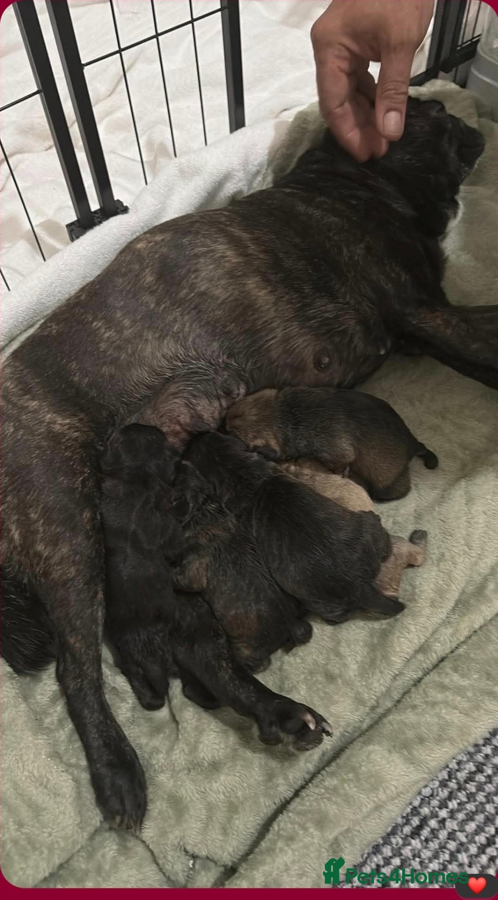 Mixed Breed dogs Beautiful French Bulldog Puppies – Ready Soon - Advert 18