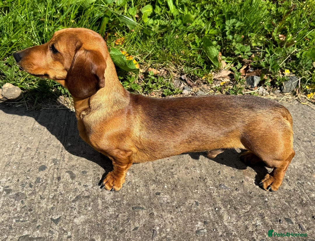 Miniature Dachshund dogs for stud: Champion Sired, Crufts Qualified Shaded Red in Dalry - Image 13