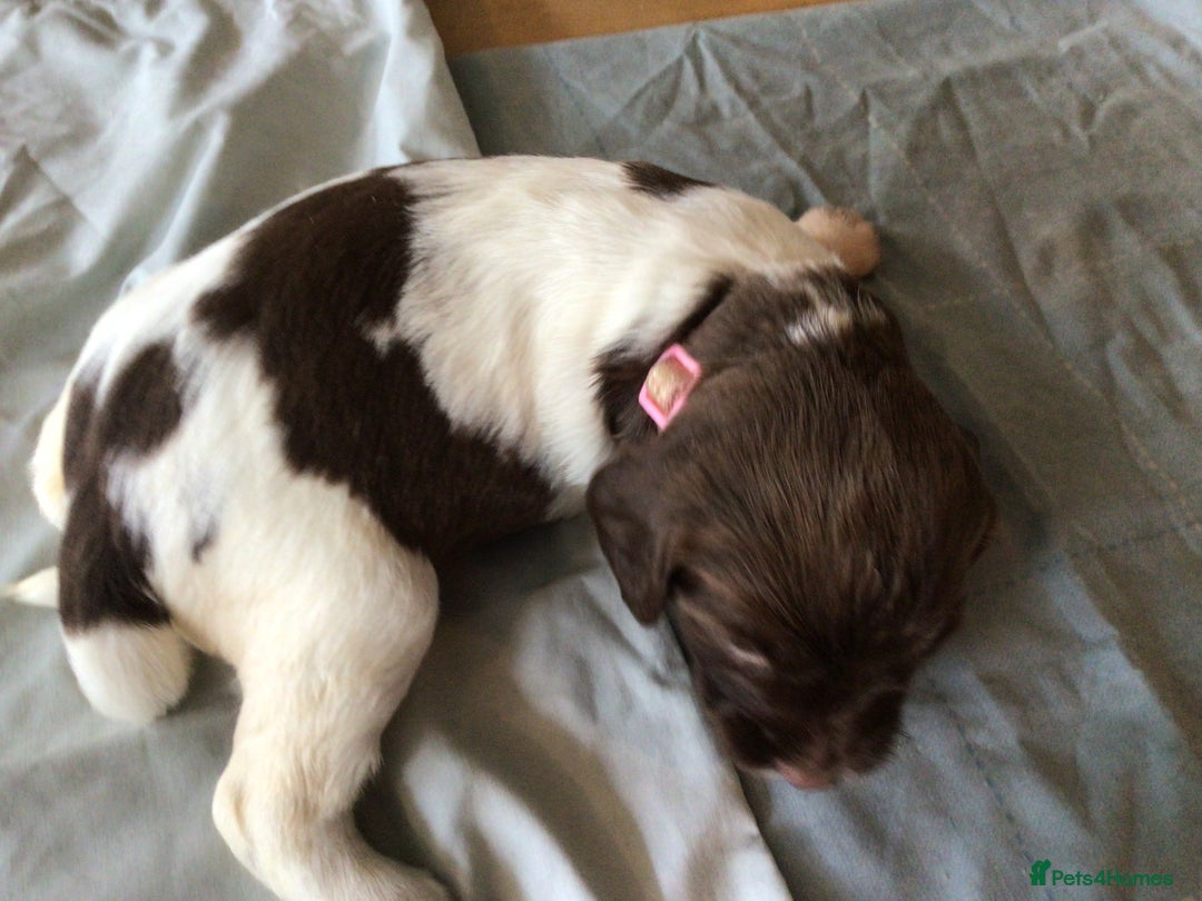 English Springer Spaniel dogs for sale: English Springer Spaniel Puppies KC Registered - Image 29