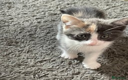 Mixed Breed cats for sale: 3 females - Image 12