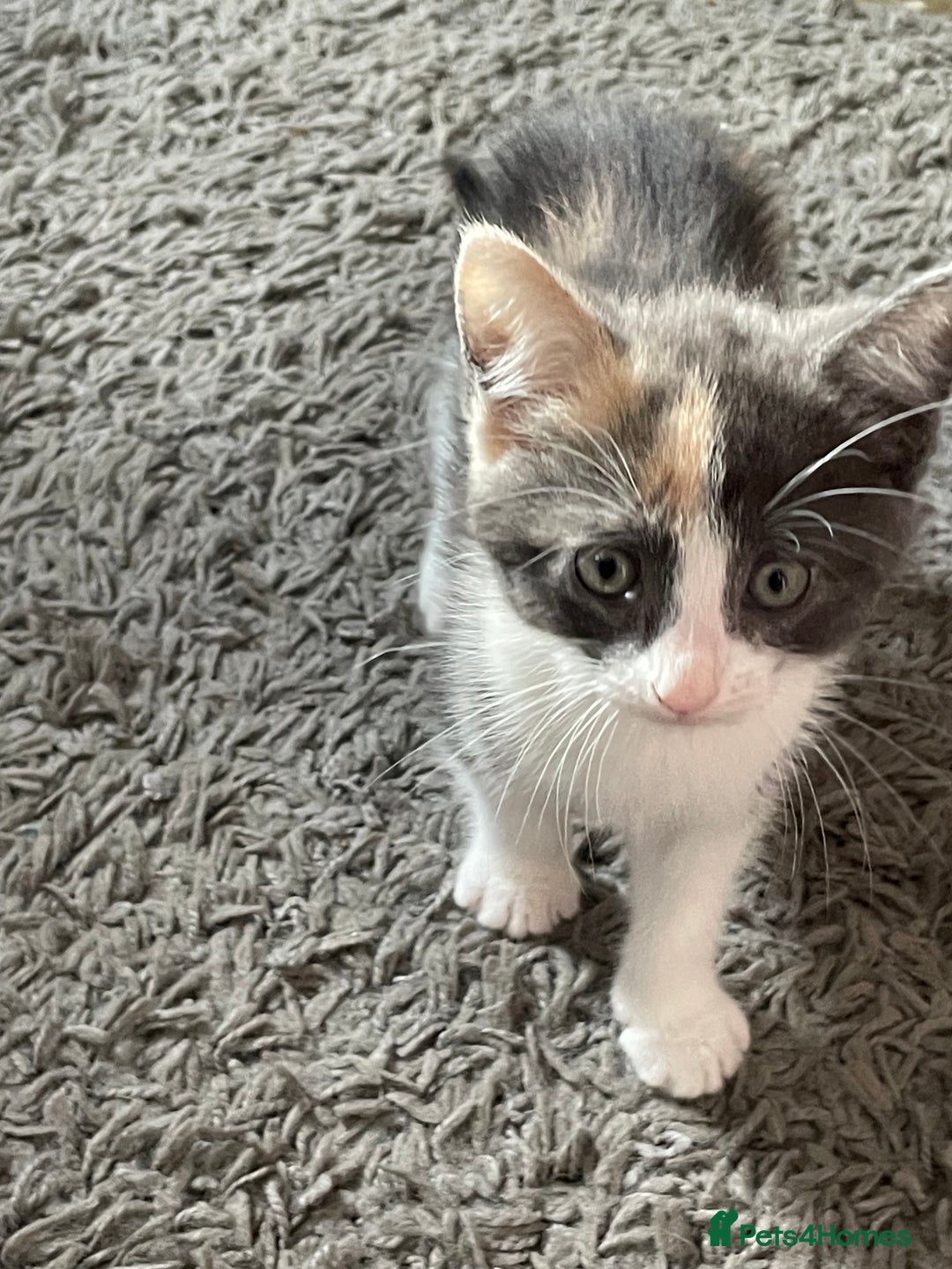 Mixed Breed cats for sale: 3 females - Image 12