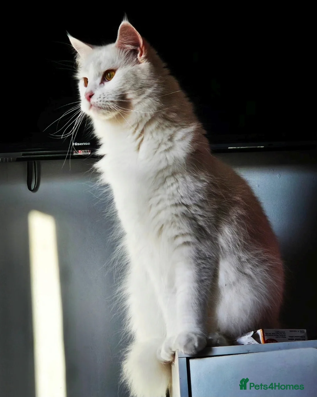 Maine Coon cats for sale: 3 year old female  in Bargoed - Advert 1