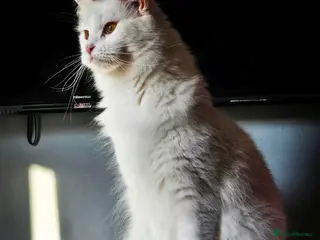 Maine Coon cats 3 year old female - Advert 1