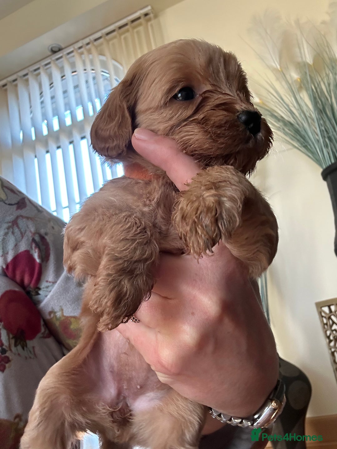 Cavapoo dogs for sale: Fox red cavapoo puppies  - Advert 5