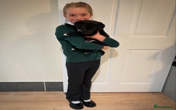 Mixed Breed dogs for sale: Lab x collie bitch  - Image 2
