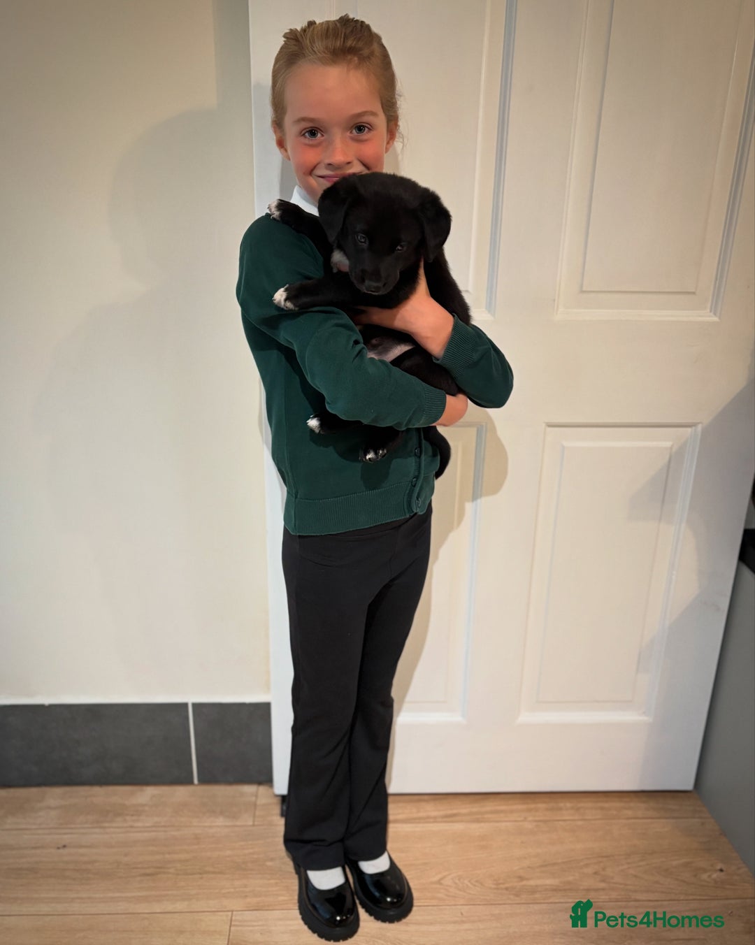 Mixed Breed dogs for sale: Lab x collie bitch  - Image 2