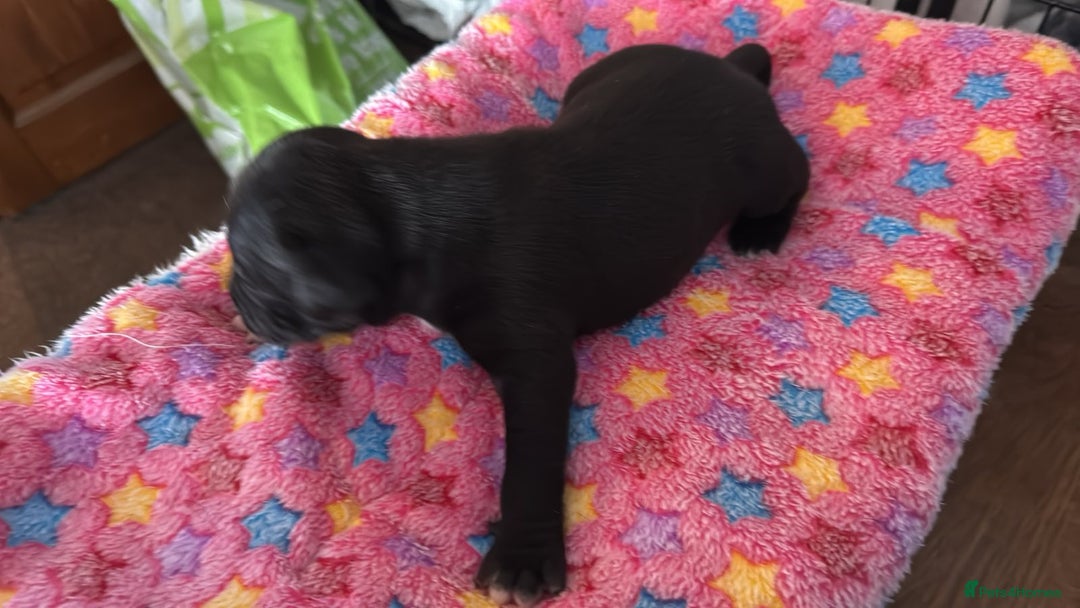 Staffordshire Bull Terrier dogs for sale: Staffordshire bull terrier  - Image 6