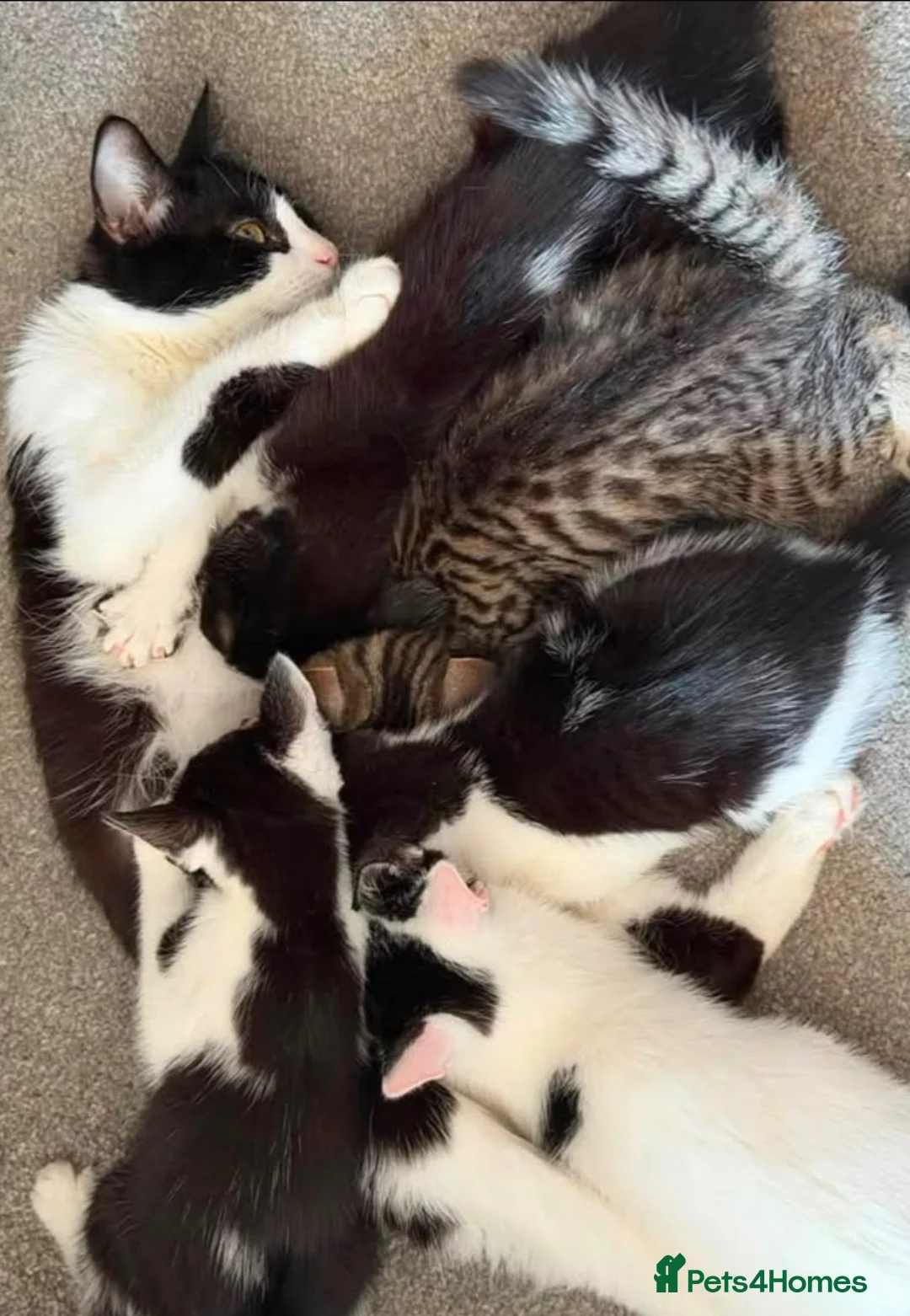 Mixed Breed cats for sale: Tabby kitten - Advert 2