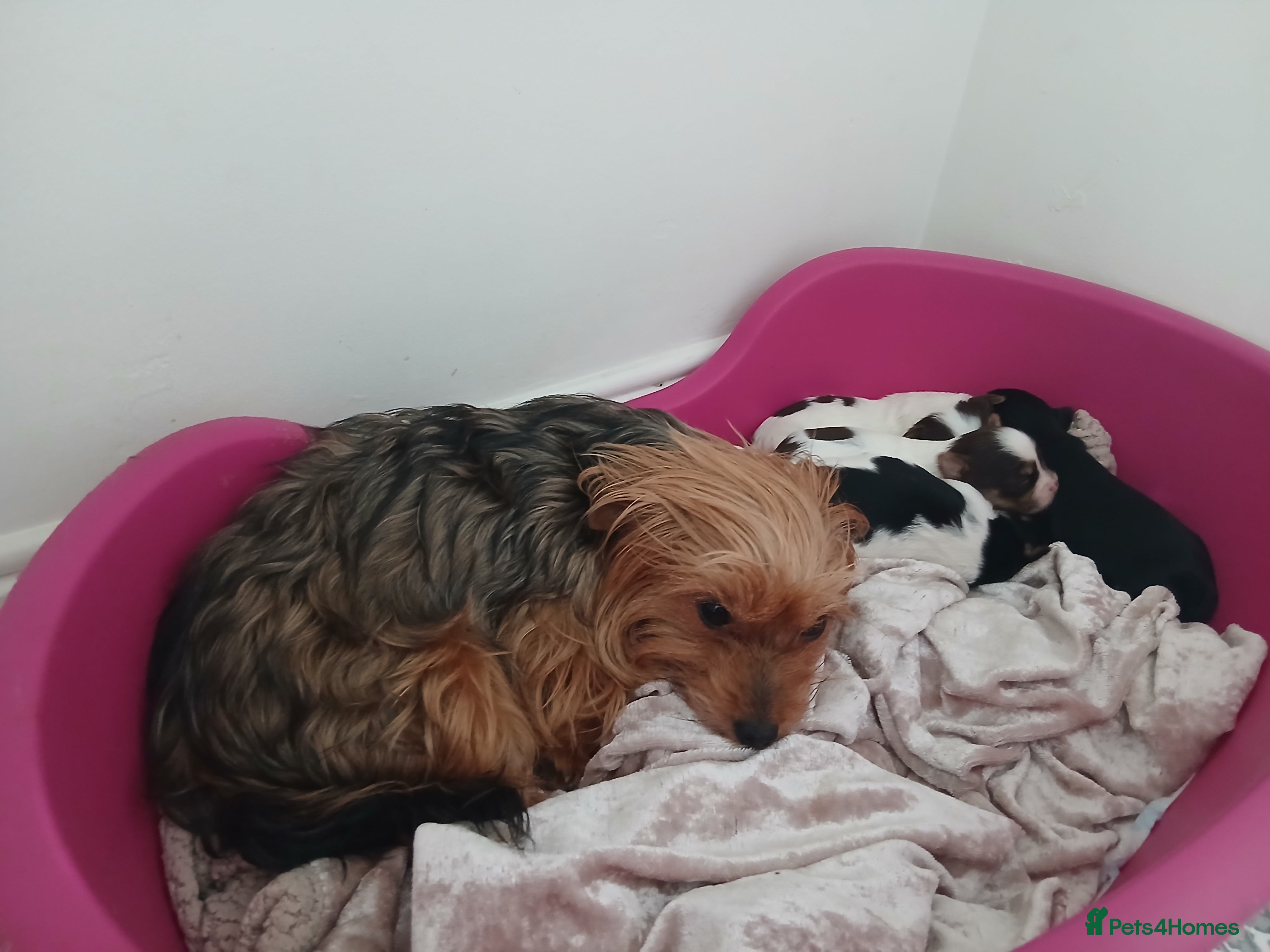 Biewer Terrier dogs Mini Purebred Biwer Yorkshire Terrier Puppies - Advert 1