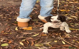 Mixed Breed dogs for sale: Springer cross cocapoo 13 weeks old bitch.  - Advert 2
