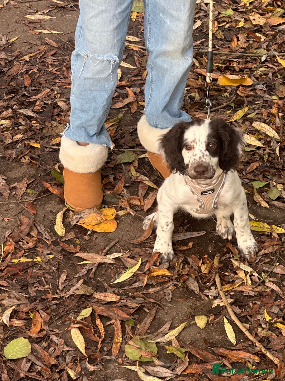 Mixed Breed dogs for sale: Springer cross cocapoo 13 weeks old bitch.  - Advert 2