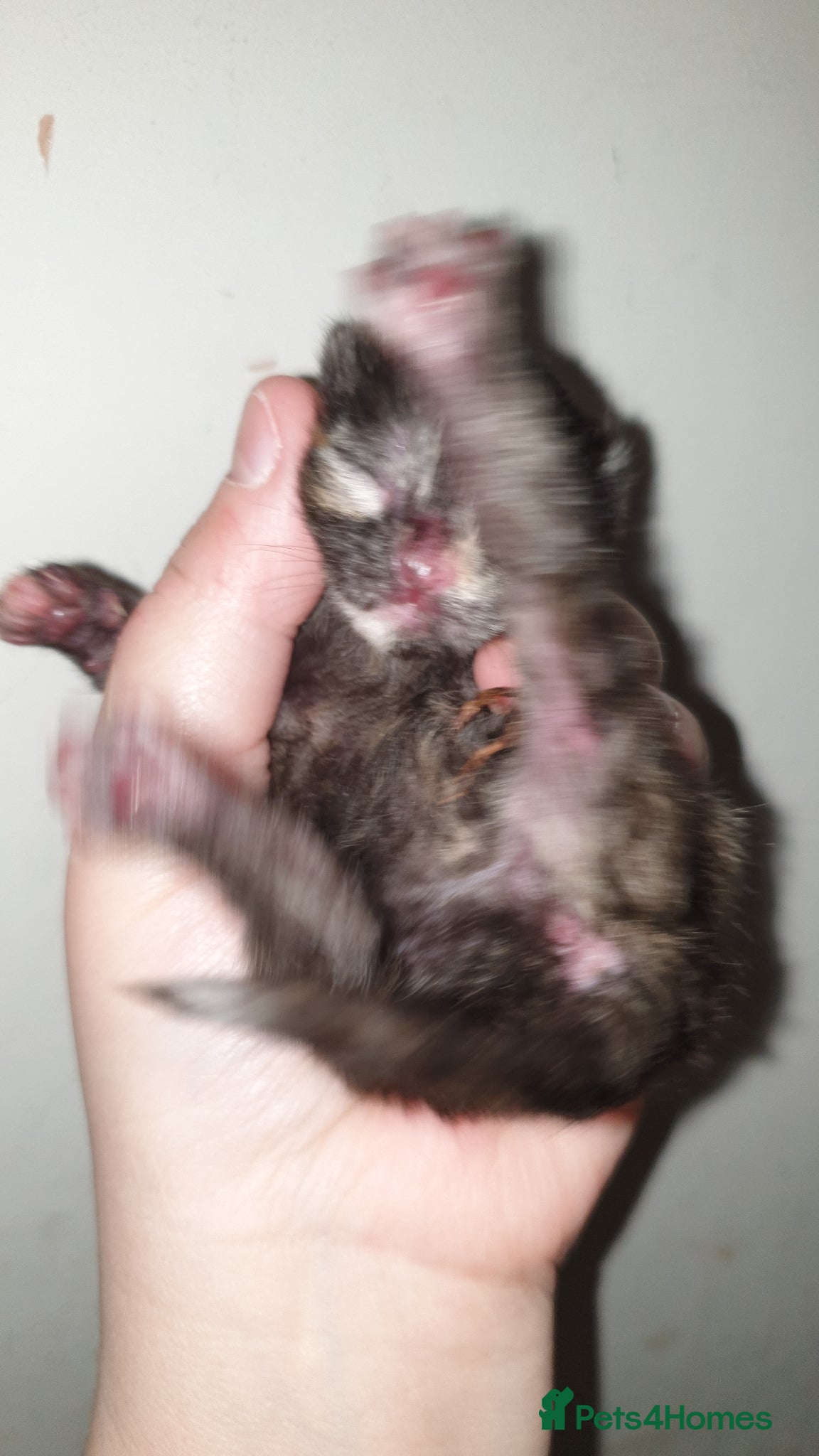 Mixed Breed cats for sale: 4 female kittens  - Advert 17