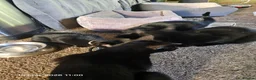 Mixed Breed cats for sale: 2 Black Male Barn Kittens  - Advert 5