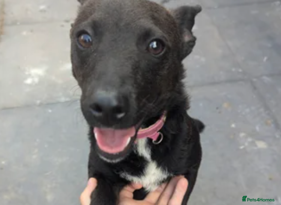 Patterdale Terrier dogs Lovely patterdale lady  - Advert 3