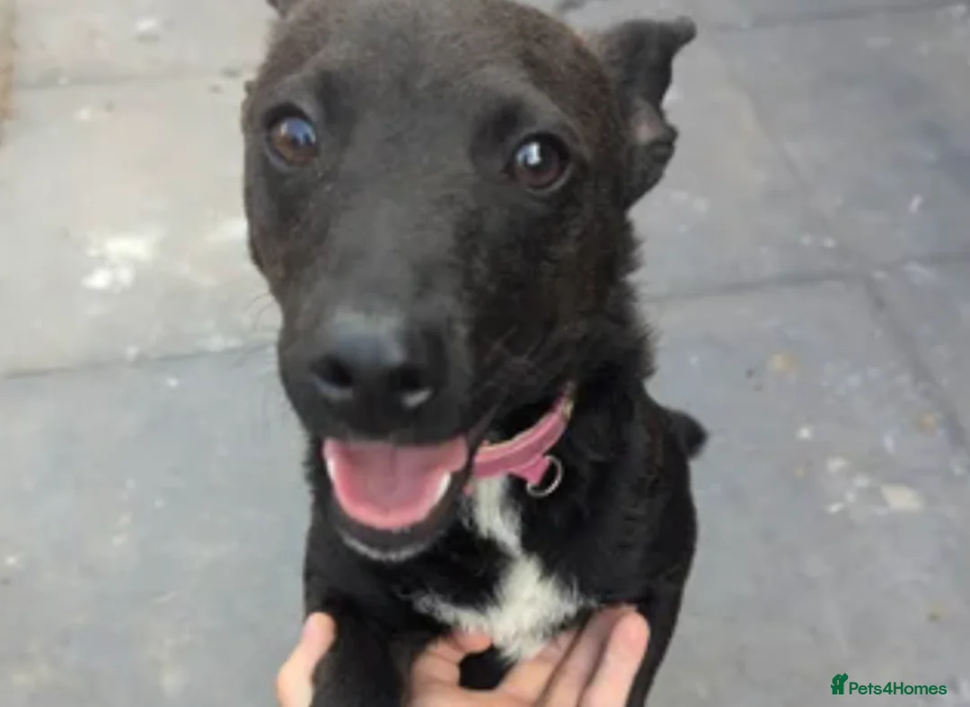 Patterdale Terrier dogs for sale: Lovely patterdale lady  - Advert 1