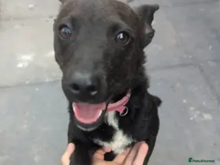 Patterdale Terrier dogs Lovely patterdale lady - Advert 14