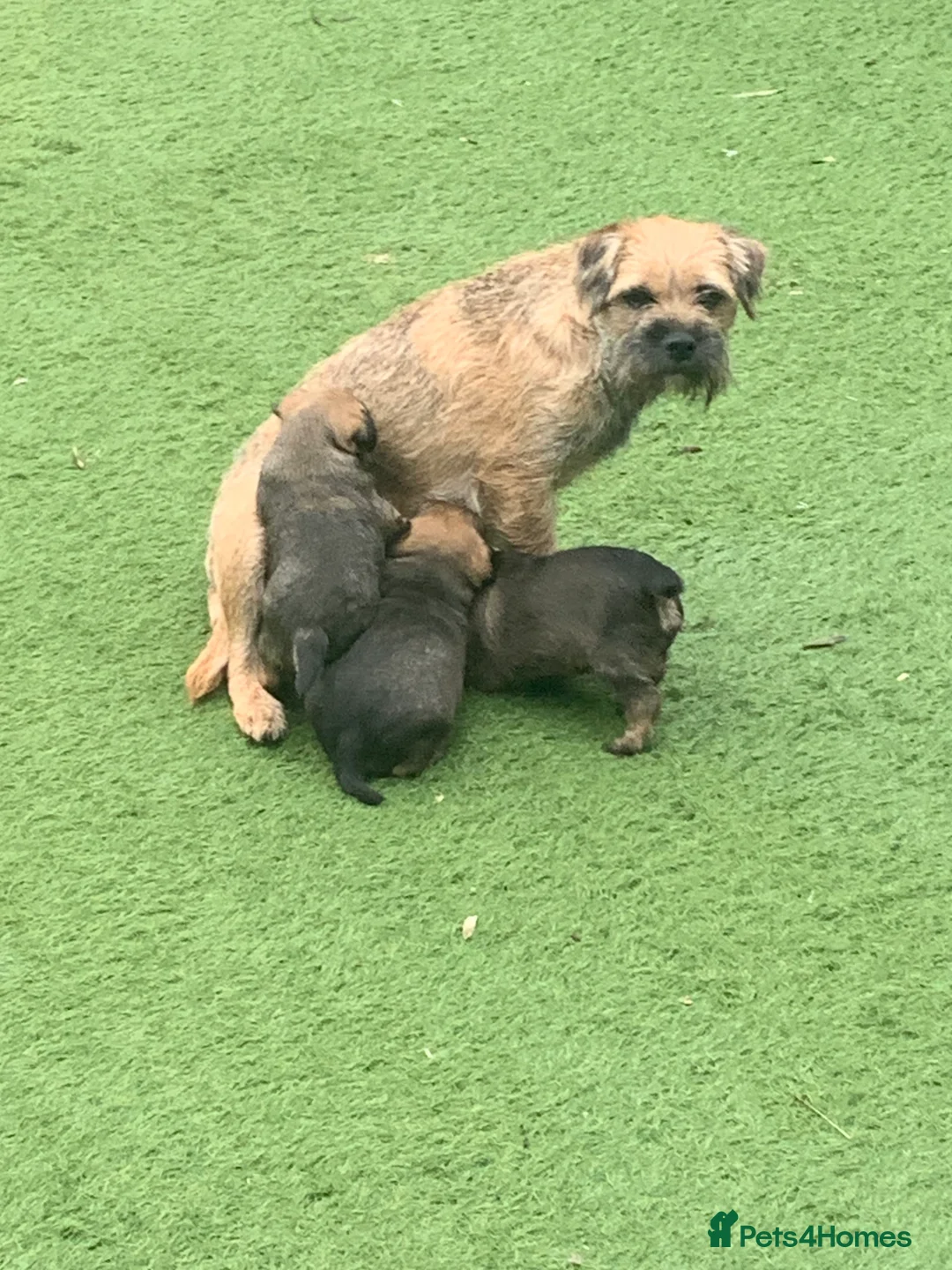 Border Terrier dogs for sale: Border Terrier bitch puppy in Barnsley - Advert 2