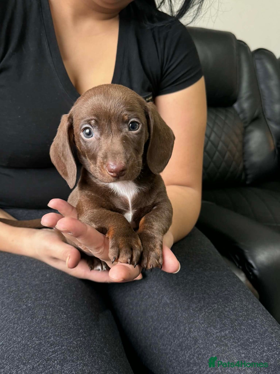Dachshund dogs for sale: Miniature Dachshund puppies - Advert 10