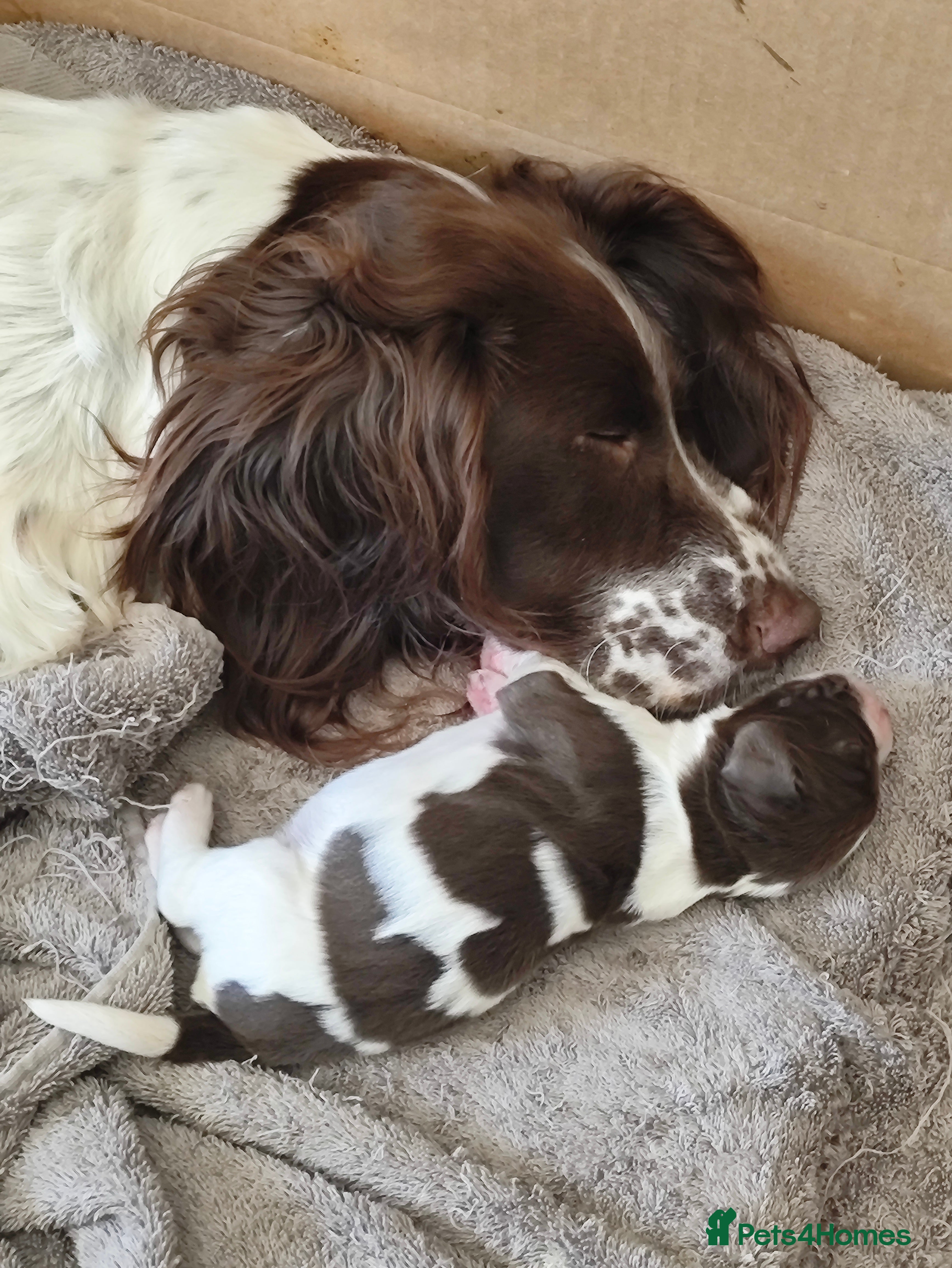English Springer Spaniel dogs for sale: Gorgeous KC reg ES spaniel Pups - Advert 1