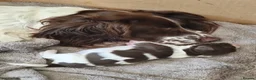 English Springer Spaniel dogs for sale: Gorgeous KC reg ES spaniel Pups - Advert 1