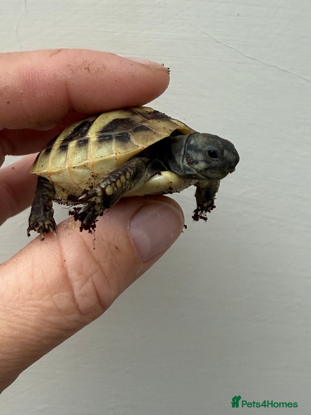 Hermann Tortoise reptiles for sale: Baby hermanns tortoises for sale and setups  - Image 2