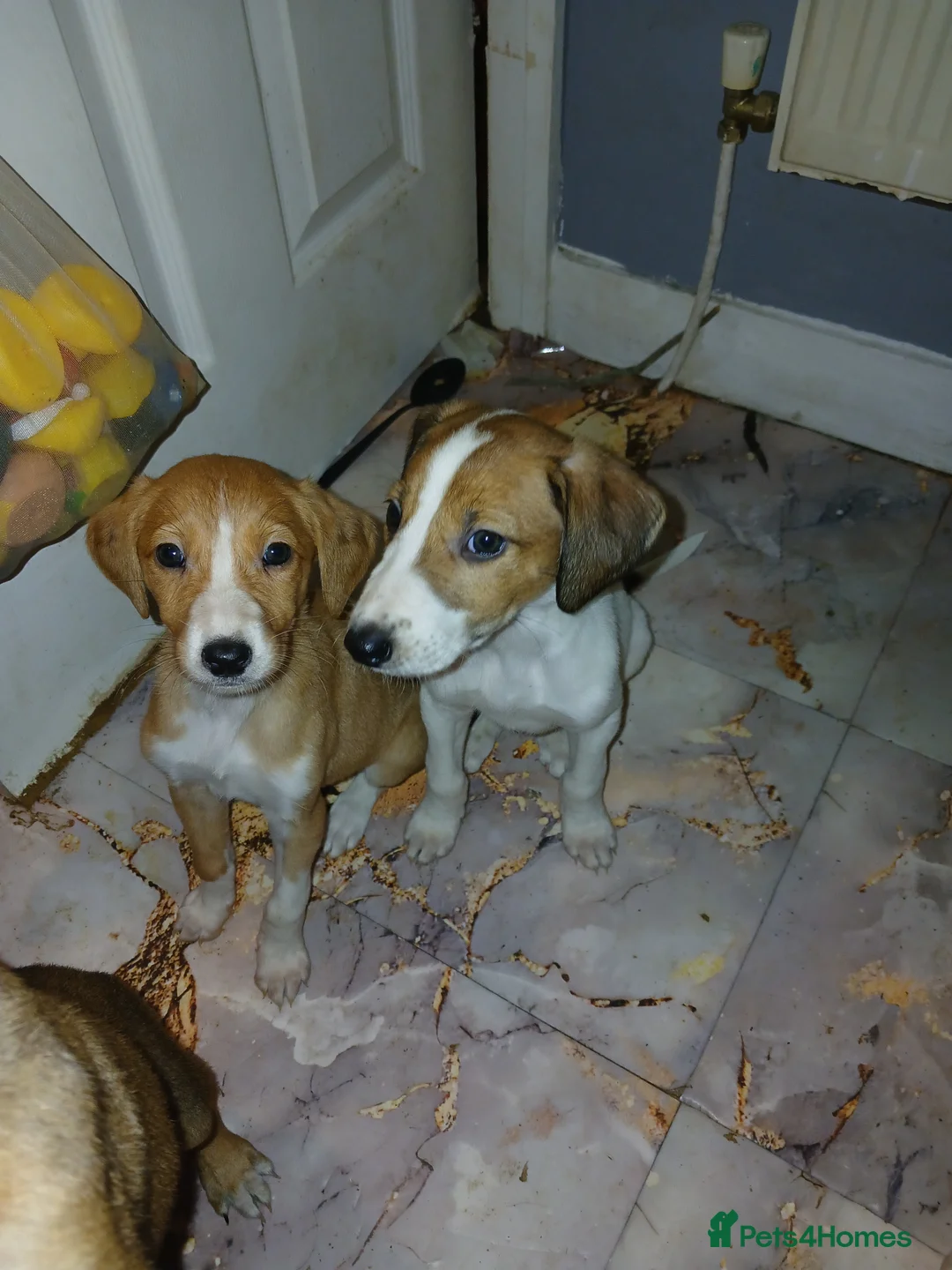 Mixed Breed dogs for sale: Three beautiful deerhound x greyhound  - Advert 5