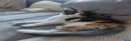 Mixed Breed cats for sale: Beautiful calico female kitten - Advert 4