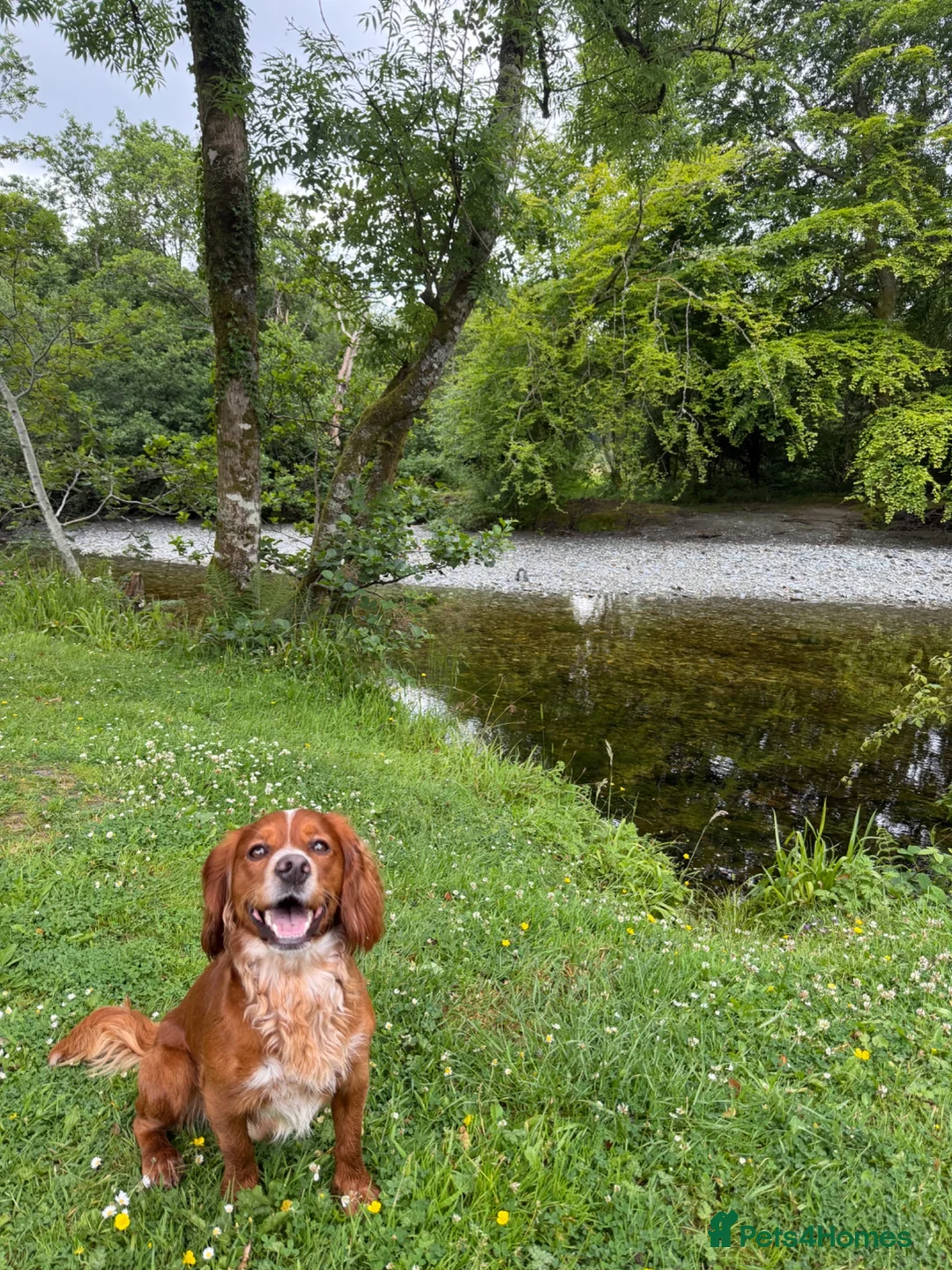 Cocker Spaniel dogs for stud: Proven Working Cocker Spaniel Stud - Advert 2