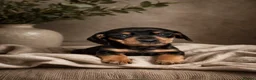 Miniature Dachshund dogs for sale: Licensed. Min smooth, kc/pra clear ready 25/5  - Advert 31