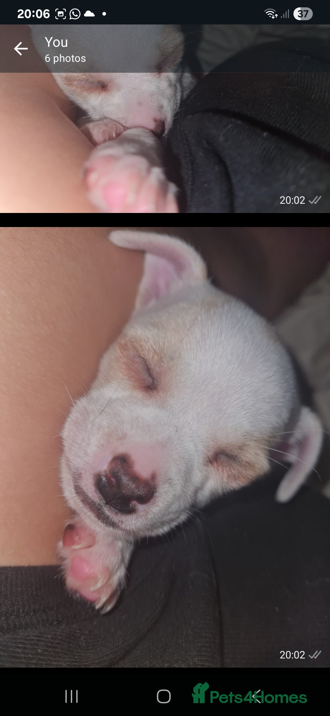 Chihuahua dogs for sale: Beautiful tiny little girl - Advert 7