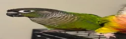Conures birds for sale: Bonded Pair of Conures Tamed - Advert 2