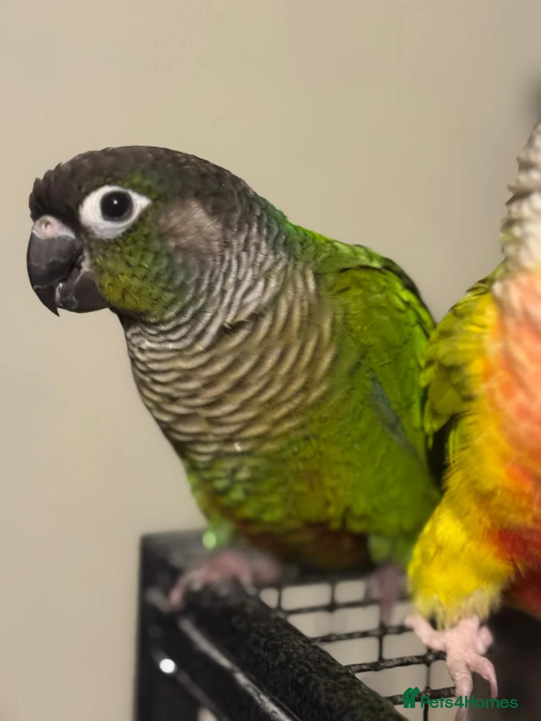 Conures birds for sale: Bonded Pair of Conures Tamed - Advert 2