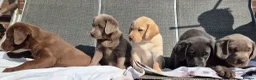 Labrador Retriever dogs for sale: Stunning KC Registered Labrador Retriever  - Advert 7